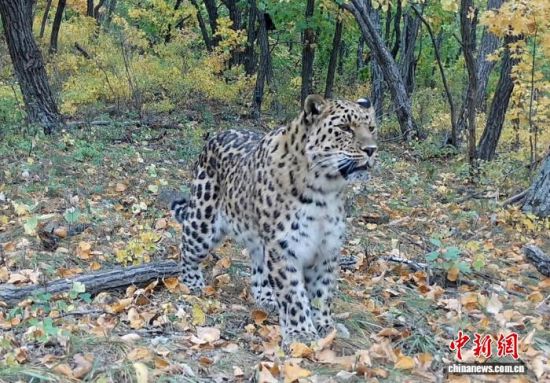 2025���ږ|��������(gu��)�ҹ��@�Ĕz�Ė|������(��ҕ��ý���D)