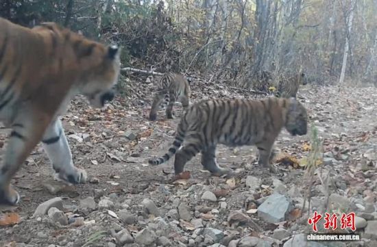 2025���ږ|��������(gu��)�ҹ��@�Ĕz���Ė|������(��ҕ��ý���D)