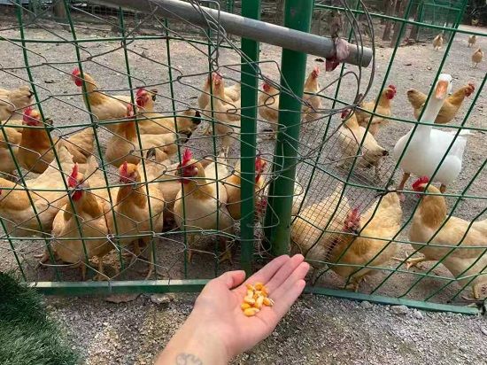 庭院經(jīng)濟(jì)養(yǎng)殖 庭院經(jīng)濟(jì)養(yǎng)殖