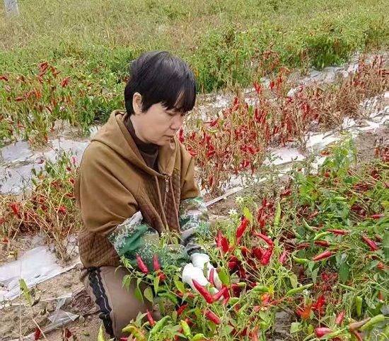 庭院經(jīng)濟(jì)種植 庭院經(jīng)濟(jì)種植