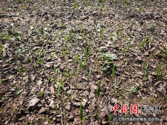 安圖縣委宣傳部/供圖 安圖縣委宣傳部/供圖