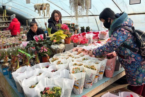 市民購買年宵花 市民購買年宵花