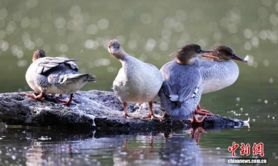 ���A��ɳ�����ԁ����w��ˮ��ʯ�^����Ϣ�����w��� �z