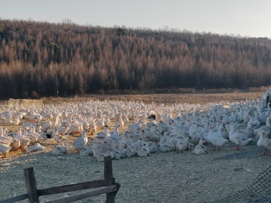 ���Mѩ�Z�B(y��ng)ֳ�a(ch��n)�I(y��)朽��O(sh��) ������ί������/���D