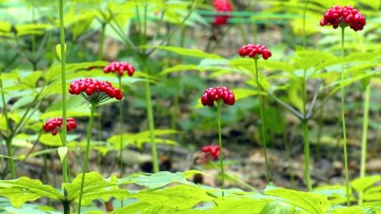 �����J�C�����D�˅������ء���Ȧ